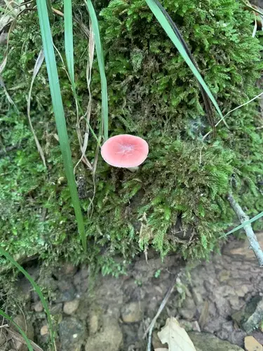 Russula subtilis (Russula subtilis), photo