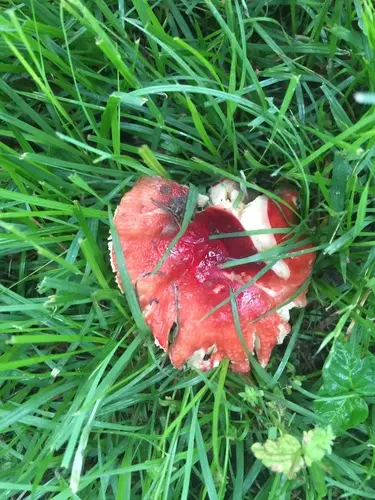 Russula tenuiceps (Russula tenuiceps), photo