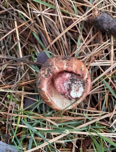 Russula ventricosipes (Russula ventricosipes), photo