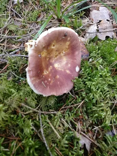 Bare-Toothed Russula (Russula vesca), photo