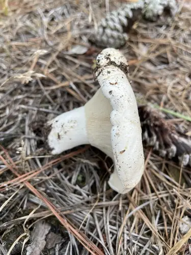 Russula vesicatoria (Russula vesicatoria), photo