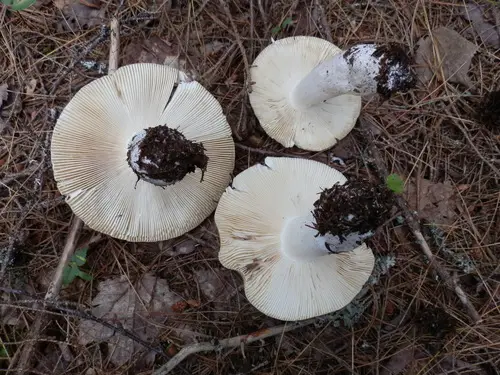 Russula veternosa (Russula veternosa), photo