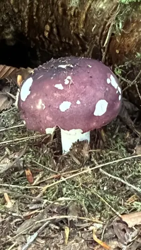 Blackish-Red Russula (Russula vinacea), photo
