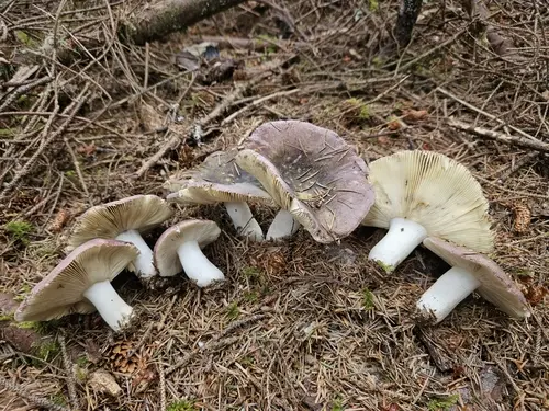 Darkening Brittlegill (Russula vinosa), photo