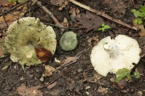 Green Russula (Russula virescens), photo