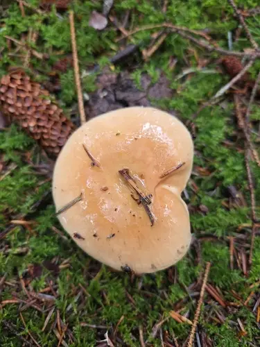 Russula viridofusca (Russula viridofusca), photo