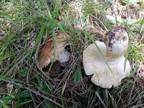Viscid Brittlegill (Russula viscida), photo