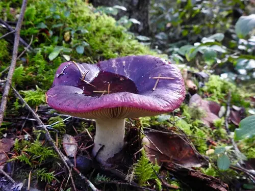 Crab Brittlegill (Russula xerampelina), photo