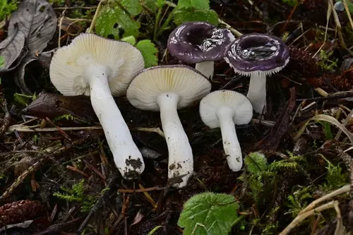 Russula zelleri (Russula zelleri), photo