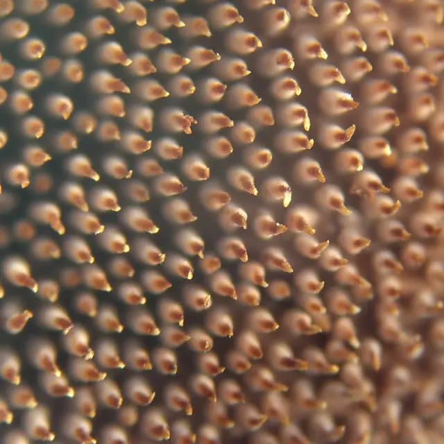 Sarcodon stereosarcinon (Sarcodon stereosarcinon), photo