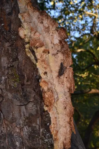 Orchard Tooth (Sarcodontia setosa), photo