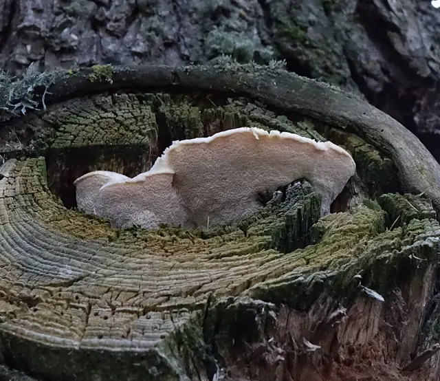 Sarcodontia spumea (Sarcodontia spumea), photo