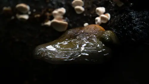 Late Fall Oyster Mushroom (Sarcomyxa serotina), photo