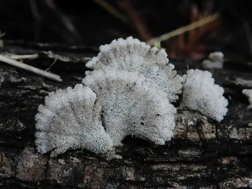 Common Porecrust, Split Gill Fungus (Schizophyllum commune), photo