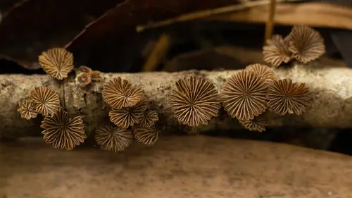 Schizophyllum umbrinum (Schizophyllum umbrinum), photo
