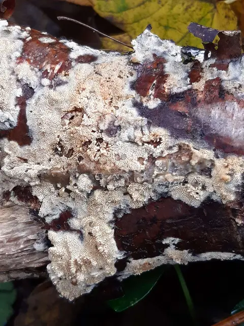 Split Porecrust (Schizopora paradoxa), photo