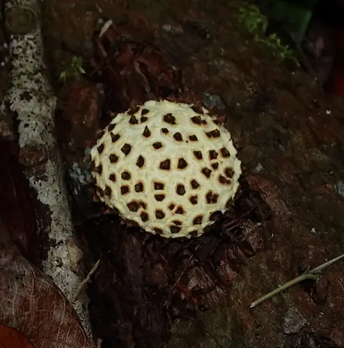 Leopard Earthball (Scleroderma areolatum), photo