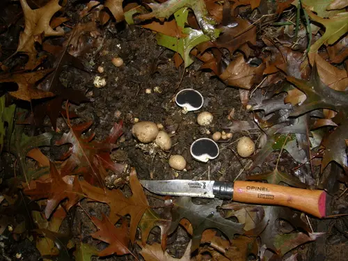 Potato Earthball (Scleroderma bovista), photo