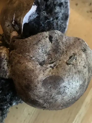 Onion Earthball (Scleroderma cepa), photo