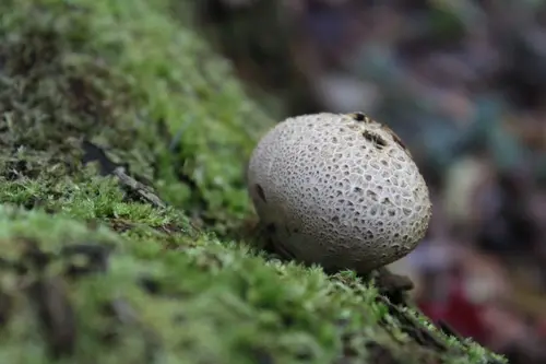 Common Earthball (Scleroderma citrinum), photo
