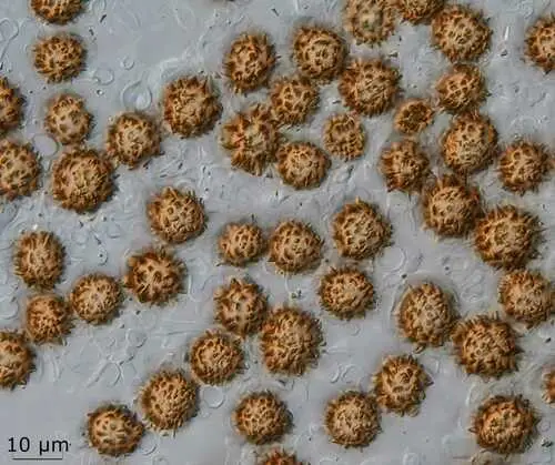 Scleroderma meridionale (Scleroderma meridionale), photo