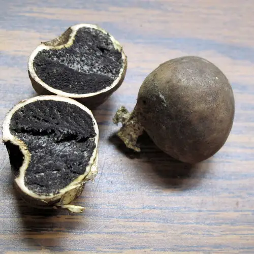 Michigan Earthball (Scleroderma michiganense), photo