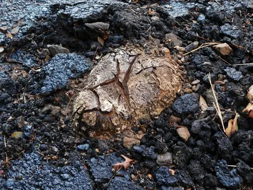 Dead Man's Hand (Scleroderma polyrhizum), photo