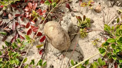 Scleroderma septentrionale (Scleroderma septentrionale), photo
