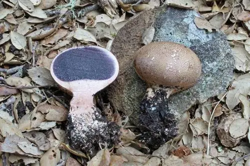 Scaly Earthball (Scleroderma verrucosum), photo