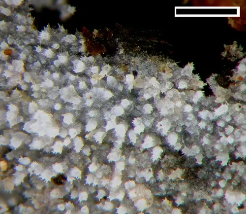 Scopuloides hydnoides (Scopuloides hydnoides), photo