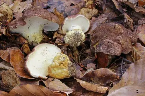 Goat's Foot Polypore (Scutiger pes-caprae), photo