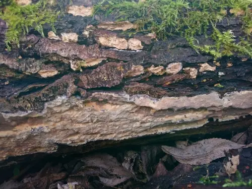 Mothball Crust (Scytinostroma portentosum), photo
