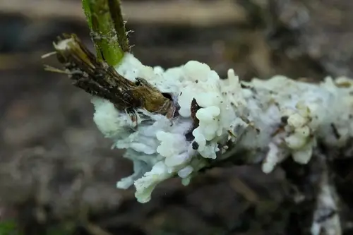 Enveloping Crust (Sebacina incrustans), photo