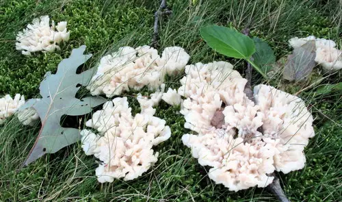 Jellied False Coral (Sebacina schweinitzii), photo