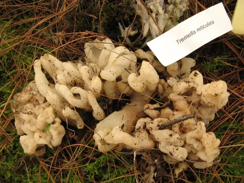 White Coral Jelly Fungus (Sebacina sparassoidea), photo