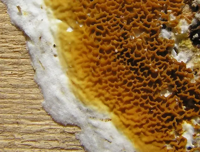 Dry Rot (Serpula lacrymans), photo