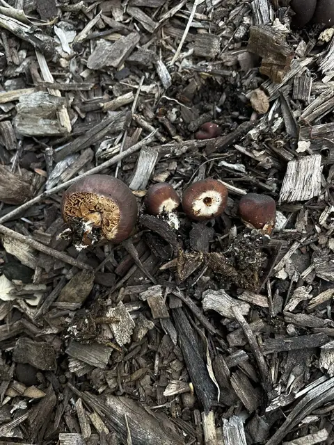 Setchelliogaster tenuipes (Setchelliogaster tenuipes), photo