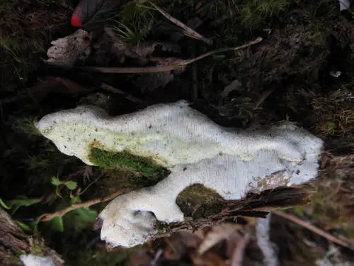 Sidera lenis (Sidera lenis), photo