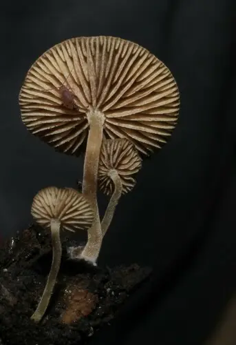 Dingy Twiglet (Simocybe centunculus), photo