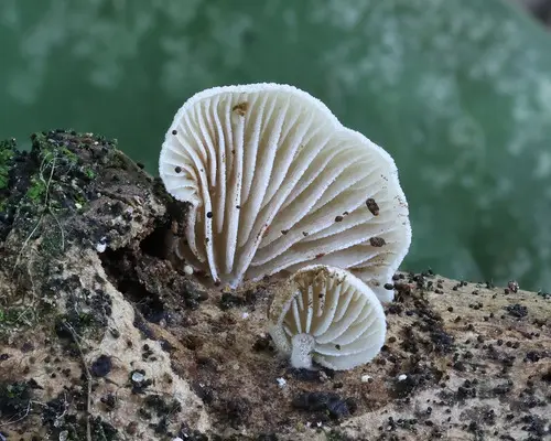 Simocybe haustellaris (Simocybe haustellaris), photo