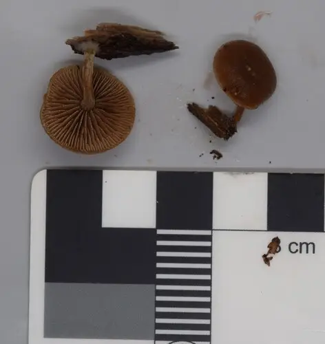 Simocybe serrulata (Simocybe serrulata), photo