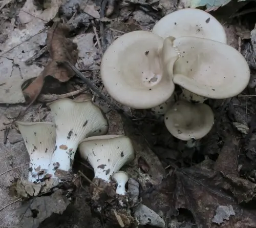 Singerocybe adirondackensis (Singerocybe adirondackensis), photo