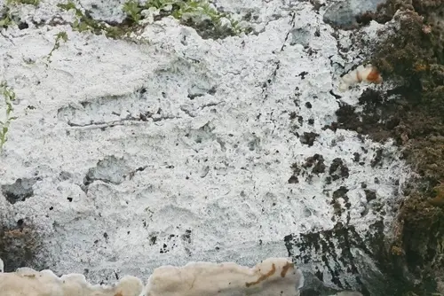 Sistotrema brinkmannii (Sistotrema brinkmannii), photo