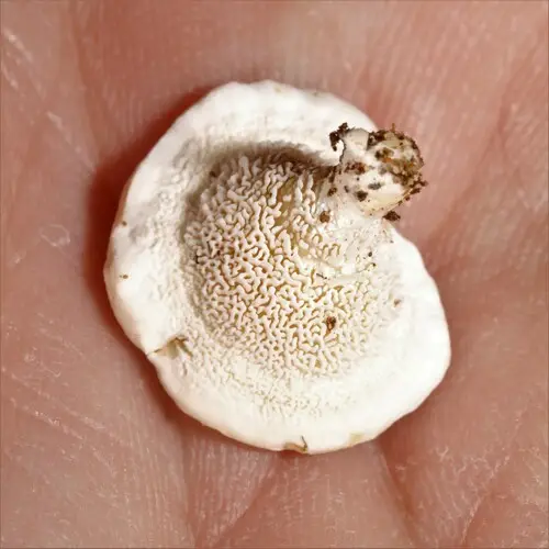 Aromatic Earthfan (Sistotrema confluens), photo