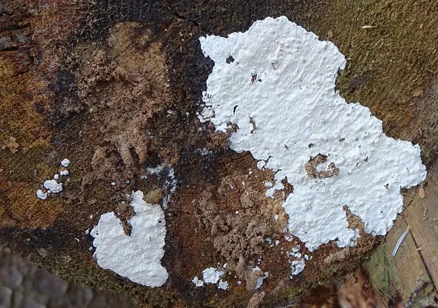 Sistotremastrum suecicum (Sistotremastrum suecicum), photo