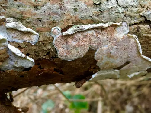 Rusty Crust (Skeletocutis amorpha), photo