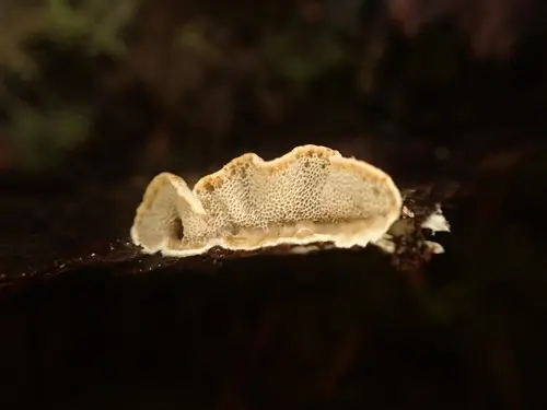 Skeletocutis carneogrisea (Skeletocutis carneogrisea), photo