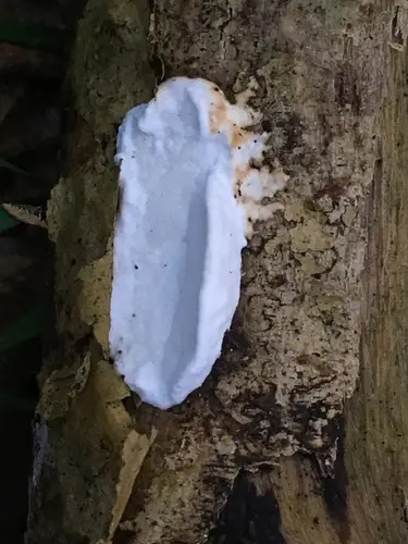 Hazel Bracket (Skeletocutis nivea), photo
