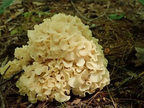 American Cauliflower Mushroom (Sparassis americana), photo