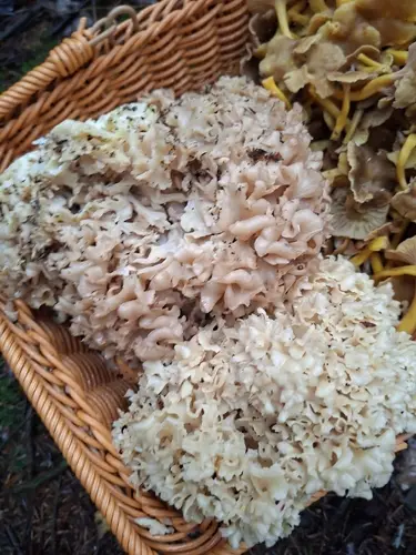 Brain Fungus (Sparassis crispa), photo